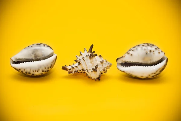 Drei Muscheln mit braunen Flecken auf gelbem Hintergrund — Stockfoto