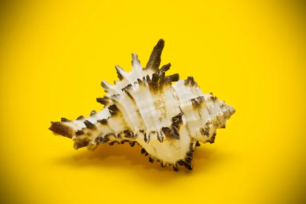 Seashell beige with brown spots and spikes on a yellow background — Stock Photo, Image