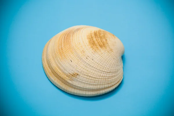 Seashell beige color on a blue background — Stock Photo, Image