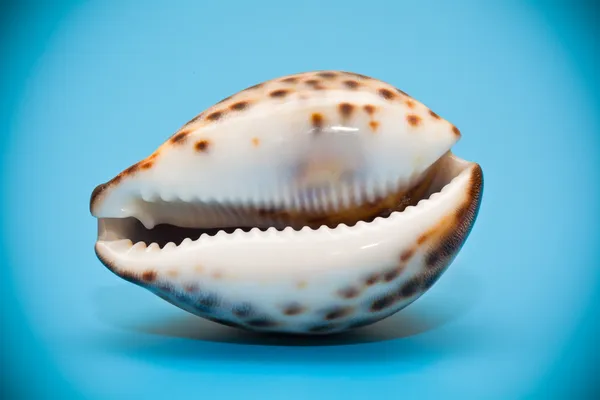 Shell marinho close-up no fundo azul — Fotografia de Stock