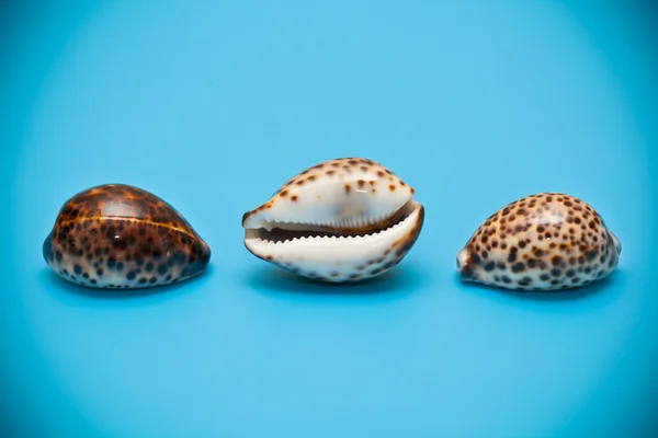 Trois coquilles avec des taches brunes sur un fond bleu — Photo