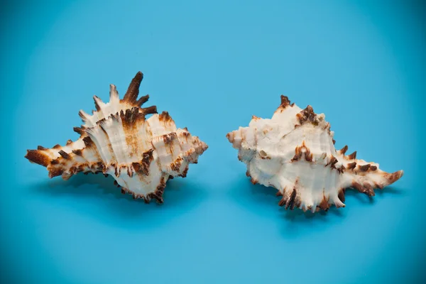 Seashell beige with brown spots and spikes on a blue background — Stock Photo, Image