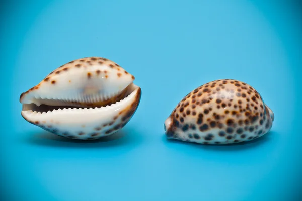 Duas conchas do mar em um fundo azul — Fotografia de Stock
