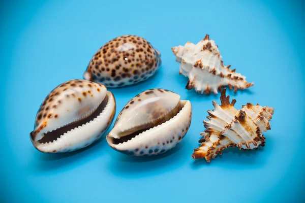 青い背景の貝殻 — ストック写真