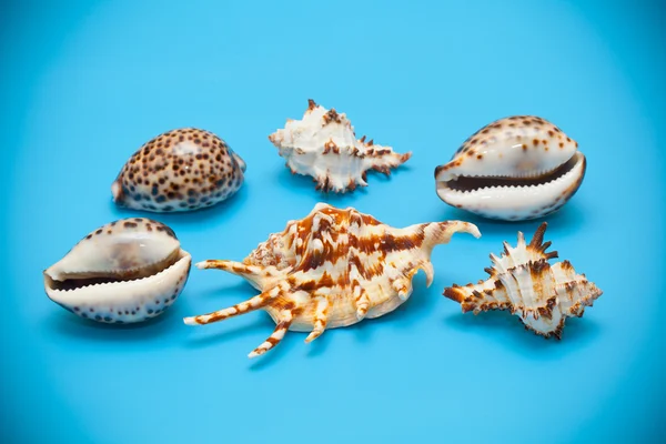 Seashells on blue background — Stock Photo, Image