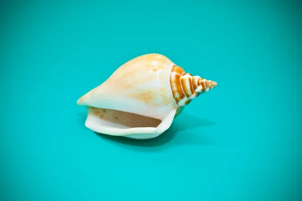 Seashell sobre un fondo verde — Foto de Stock