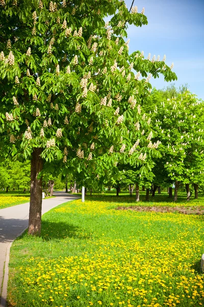 Flowering chestnut trees and flowering dandelions — Stock Photo, Image