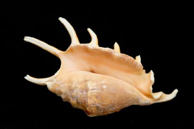 dikenli Seashell bej rengi. siyah bir arka plan üzerinde izole
