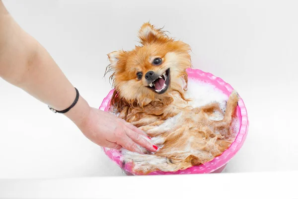 Spitz cão tomando um banho e tem prazer — Fotografia de Stock