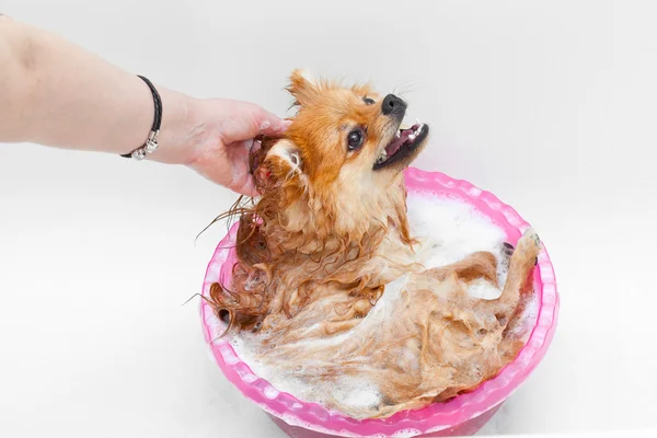 Spitz perro tomando un baño y obtiene placer —  Fotos de Stock