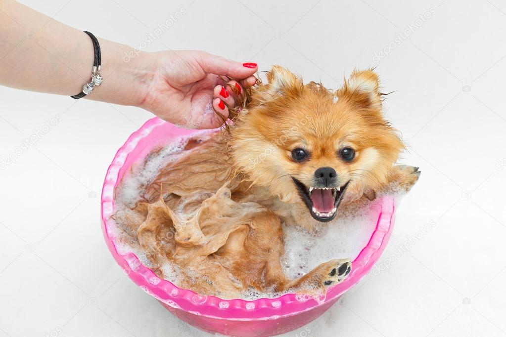 Spitz dog taking a bath