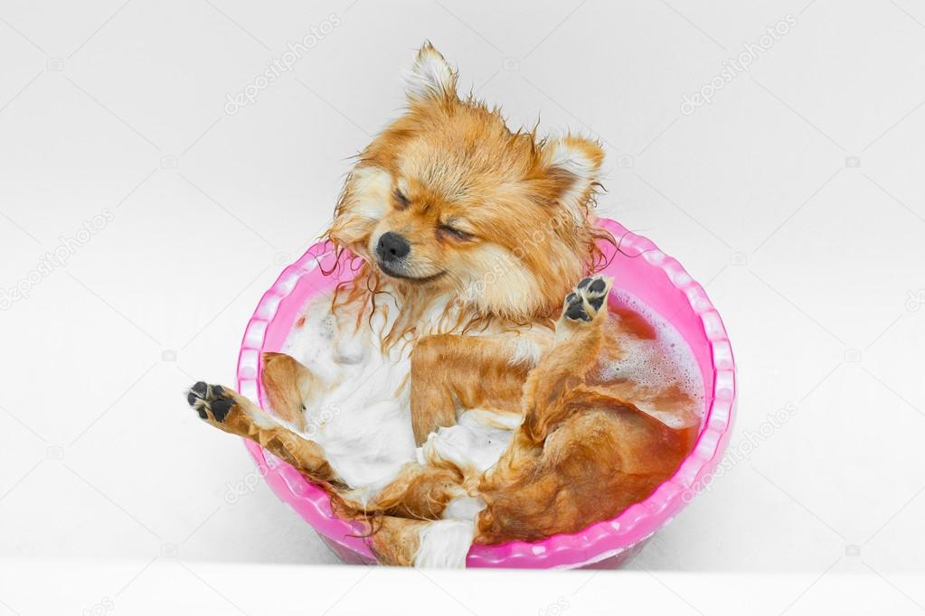 Spitz dog taking a bath and gets pleasure