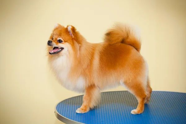 Spitz dog posing hair after a haircut — Stock Photo, Image