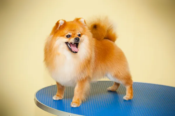 Spitz dog posing hair after a haircut — Stock Photo, Image