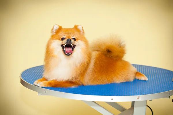 Smiling dog Spitz demonstrates hair after a haircut — Stock Photo, Image