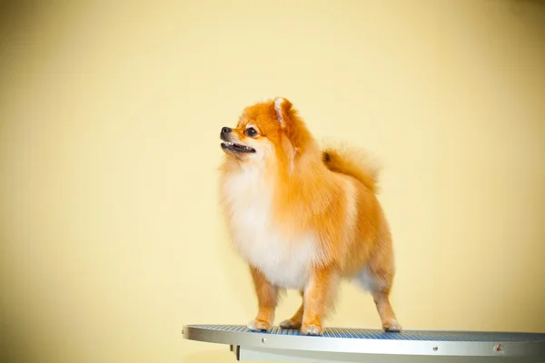 Spitz dog stands on a pedestal — Stock Photo, Image
