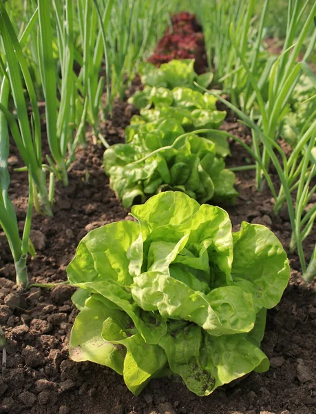 Lettuce growing in the soil — Stock Photo, Image