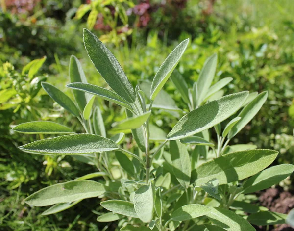 Fresh sage in the herb garden — Stock Photo, Image