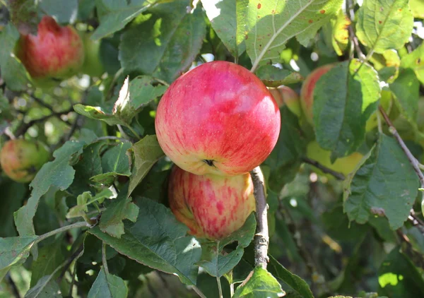 Maçãs vermelhas nos ramos da macieira — Fotografia de Stock