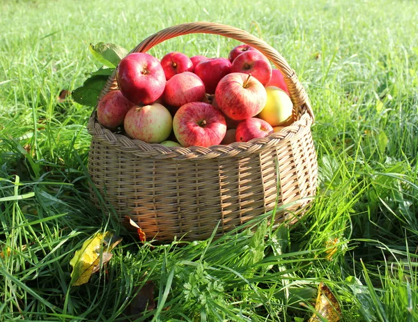 Gesunde Bio-Äpfel im Korb — Stockfoto