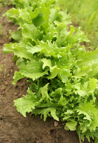 Green endive (Cichorium endivia) — Stock Photo, Image