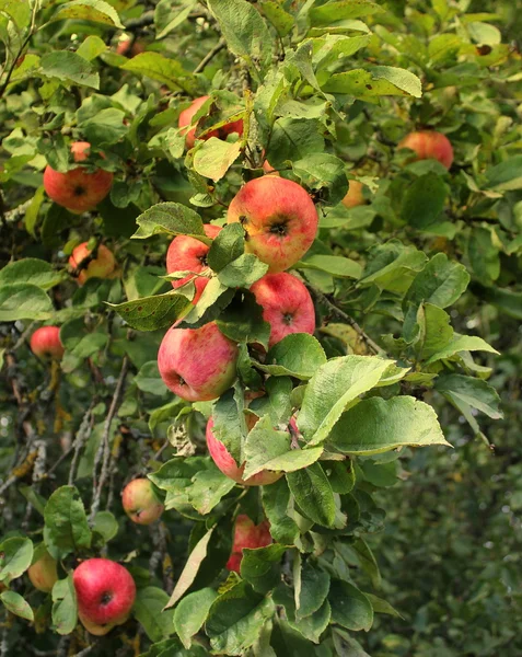 Äpfel auf den Ästen des Apfelbaums — Stockfoto