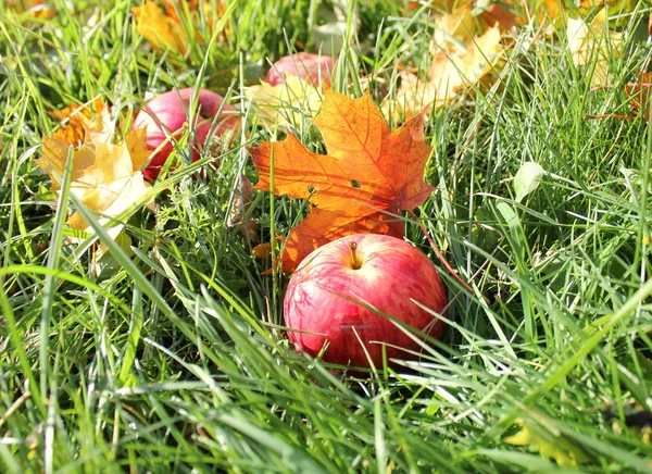 Umgestürzte rote Äpfel und Blätter im grünen Gras — Stockfoto