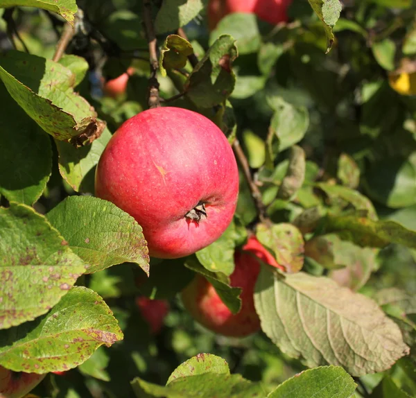 Apfel auf den Ästen des Apfelbaums — Stockfoto