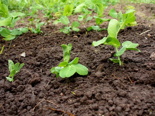 Peas growing in planting bed — Stock Photo, Image