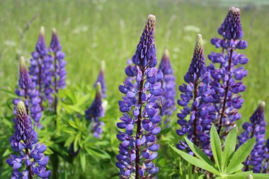 acı bakla (lupinus polyphyllus) çiçeği