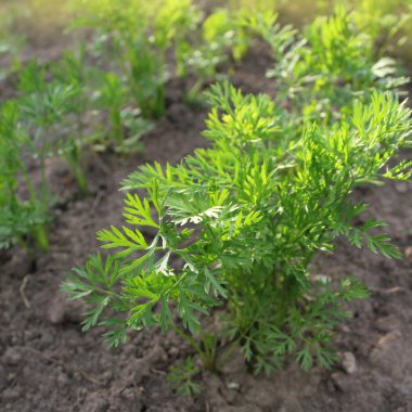 genç bir carrot bitkiler