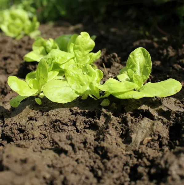 Mladých salátových rostlin rostoucích v výsadbu postel — Stock fotografie
