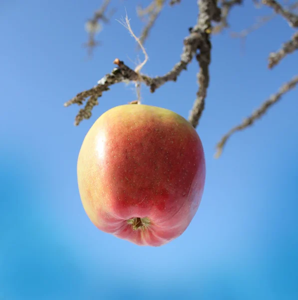 Яблоко висит на ветке дерева — стоковое фото