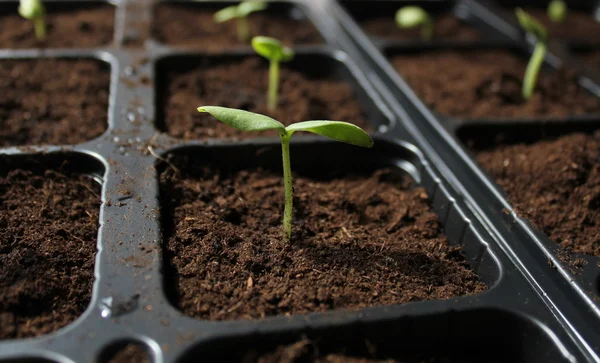 Salatalık toprağa filizlenir