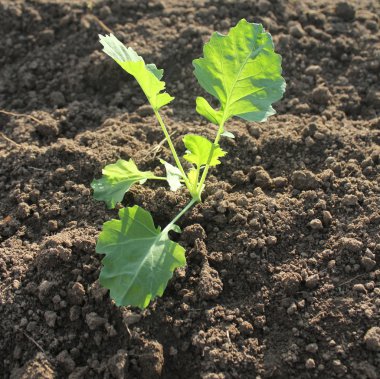 Genç bitki sarımsak