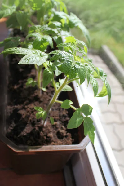 Jeune plante de tomate poussant dans un plateau — Photo