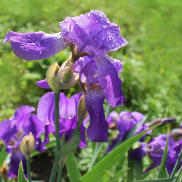 Iris púrpura floreciendo en un jardín — Foto de Stock