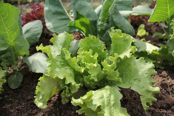 Laitue poussant dans le jardin — Photo