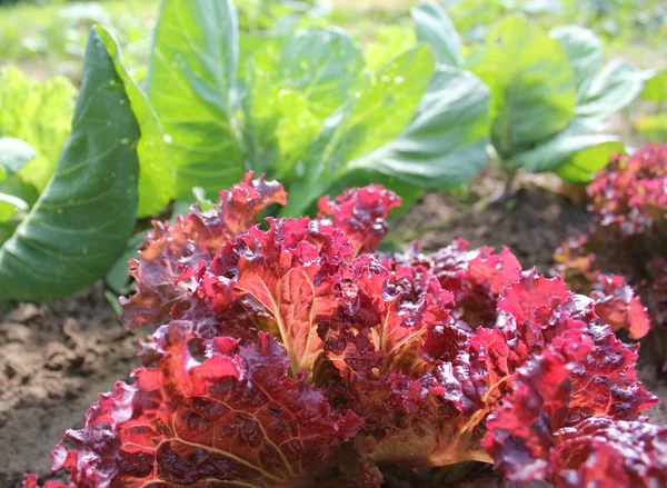 A kertben növekvő piros saláta — Stock Fotó