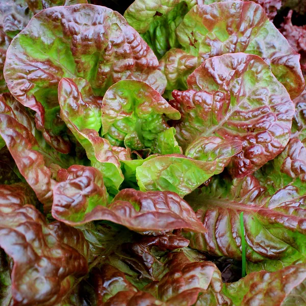 Roter Salat — Stockfoto