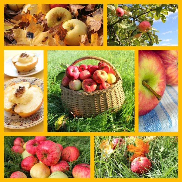 Коллаж из свежих яблок — стоковое фото