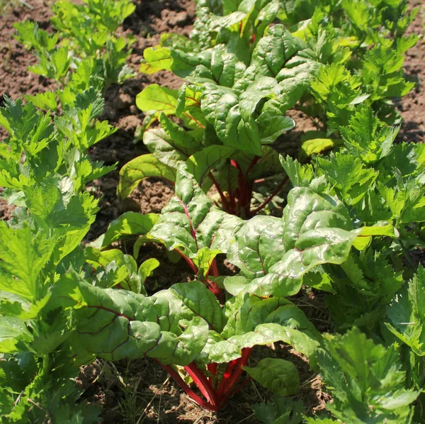 Chard and celery growing in a garden Royalty Free Stock Photos