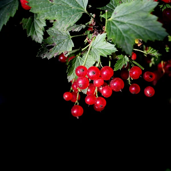 A fekete háttér piros ribizli bogyók — Stock Fotó