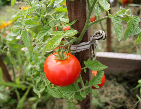 Tomato plant