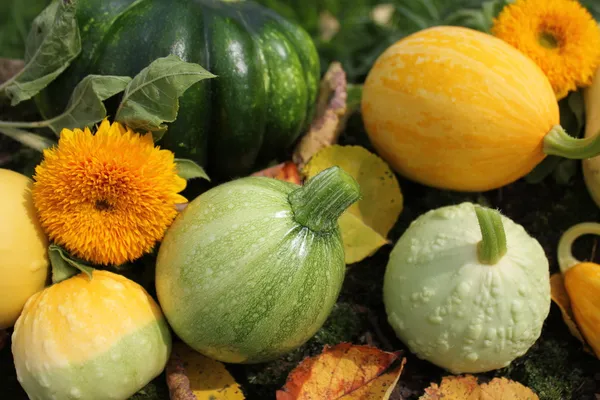 Großes Sortiment an Zierkürbissen — Stockfoto