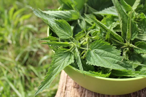 Freshly stinging nettles in bowl ready for cooking — Stock Photo, Image