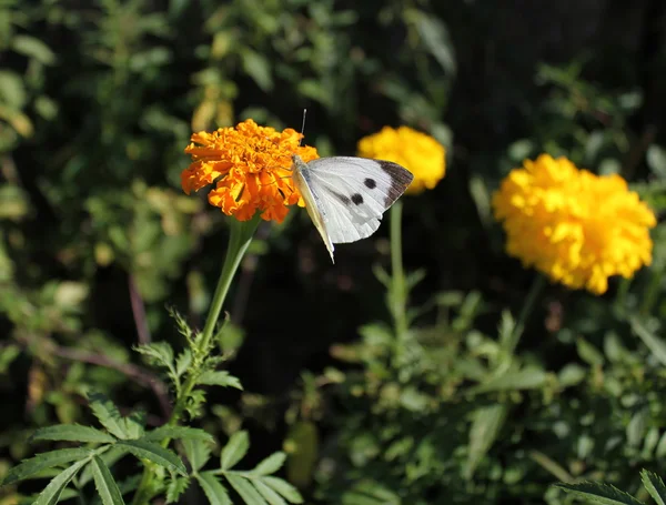 Fluture alb (Pieris brassicae) pe flori de gălbenele — Fotografie, imagine de stoc