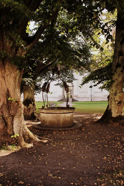 Starych drzew i studni — Zdjęcie stockowe