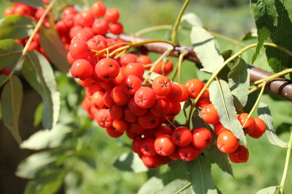 Bunch of rowan berries — Stock Photo, Image