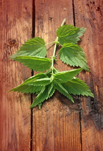 ahşap arka plan üzerinde taze ısırgan otu